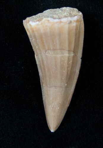 Fossil Mosasaurus Tooth #17028